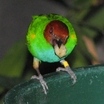 Tanagers And Allies